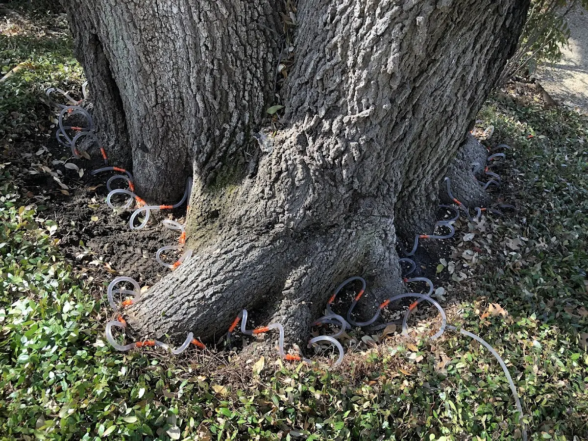 Detailed Tree Cabling and Bracing job site in Carlisle